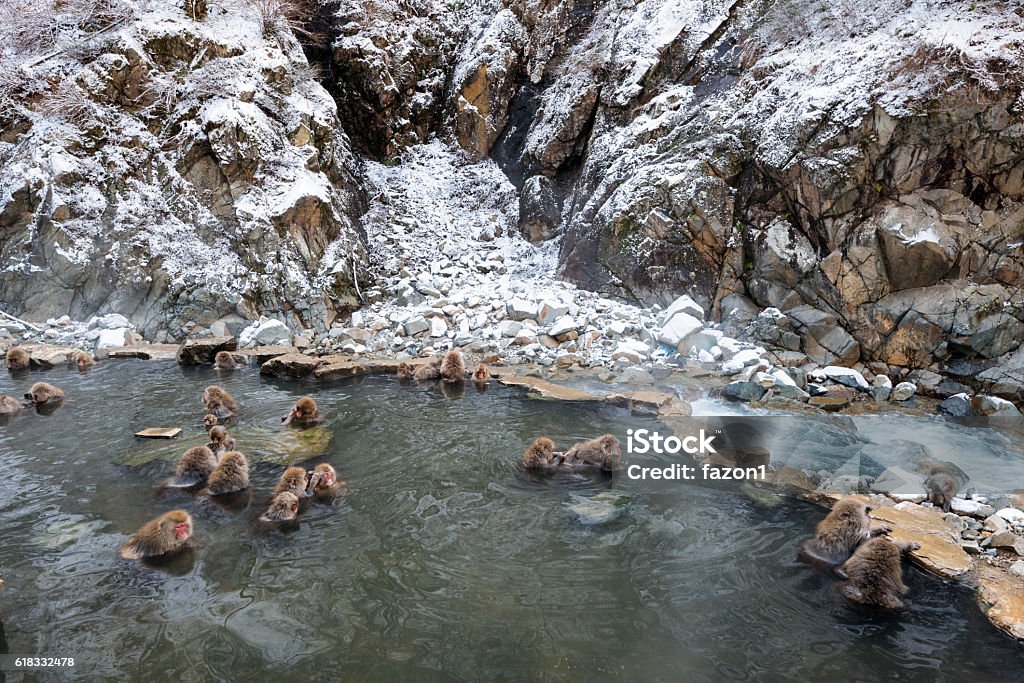 Parque de monos de nieve Jigokudani, Kanbayashi Onsen - Foto de stock de Jigokudani - Nagano libre de derechos