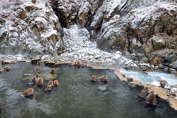 Jigokudani Snow Monkey Park, Kanbayashi Onsen