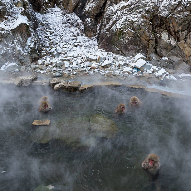 istock Jigokudani Snow Monkey Park, Kanbayashi Onsen 618332844