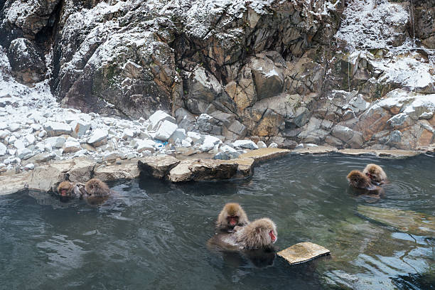 istock Jigokudani Snow Monkey Park, Kanbayashi Onsen 618332912