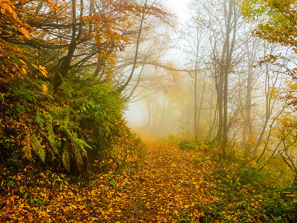 istock Mysty path in autumn forest with fog and yellow leaves 618333738