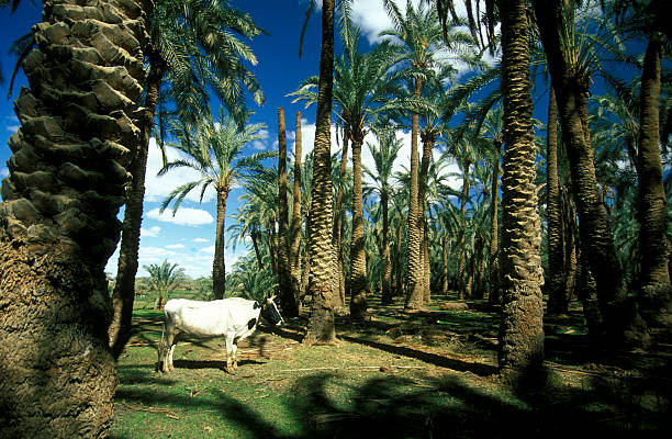 istock AFRICA EGYPT SAHARA FARAFRA OASIS 618334410