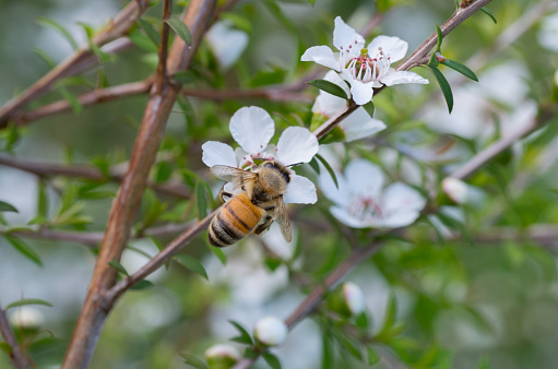 Honey Bee on Manuka flower flower collecting pollen and nectar to make manuka honey with medicinal benefits