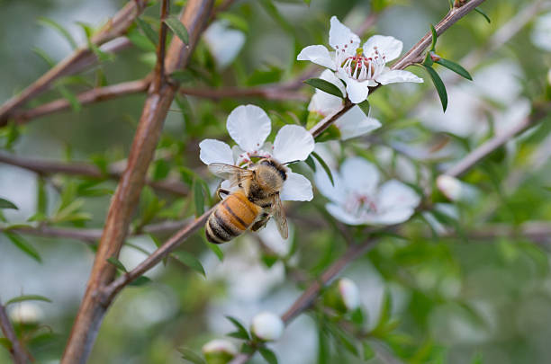 fotografii de stoc, fotografii și imagini scutite de redevențe cu miere de albine pe floarea de manuka - leptospermum