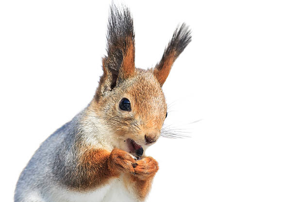 istock funny furry squirrel funny redhead opened his mouth 618335652