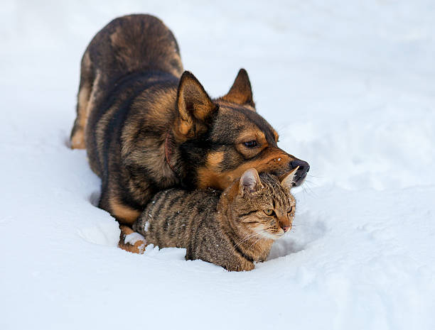 istock C Cat and dog playing together on the snow 618335868