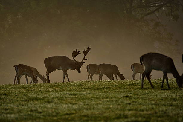 istock Autumn morning. Deer and buck grazing on the forest clearing. 618336530