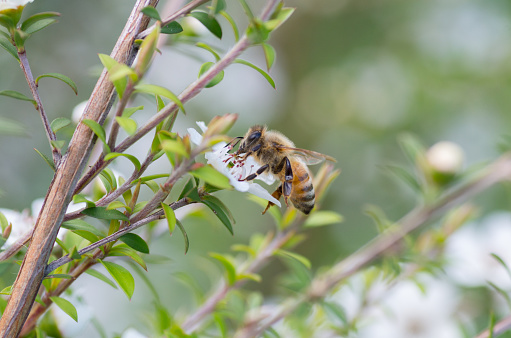 Honey Bee on Manuka flower collecting pollen and nectar to make manuka honey with medicinal benefits