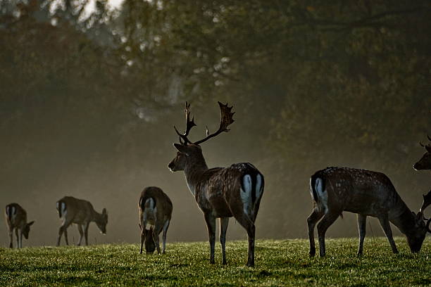 istock Autumn morning. Deer and buck grazing on the forest clearing. 618336714