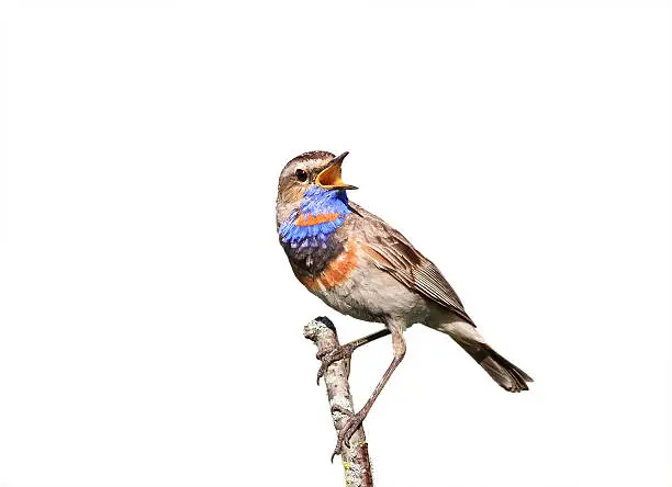 the male Bluethroat birds singing on a branch on white isolated background