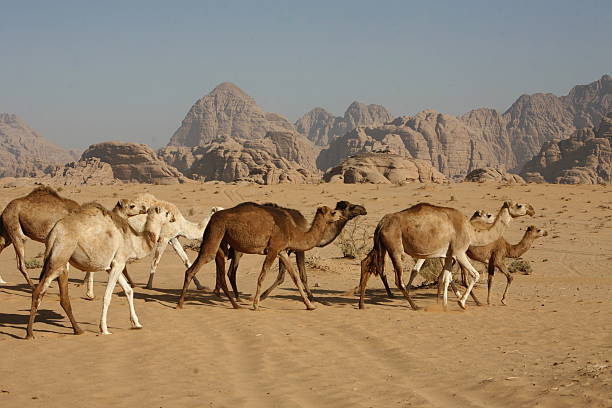 istock ASIA MIDDLE EAST JORDAN WADI RUM 618337758