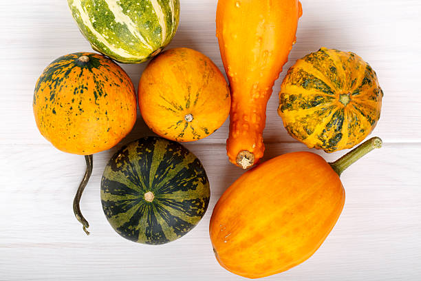 istock Little colorful ornamental pumpkins squash gourds. 618337816