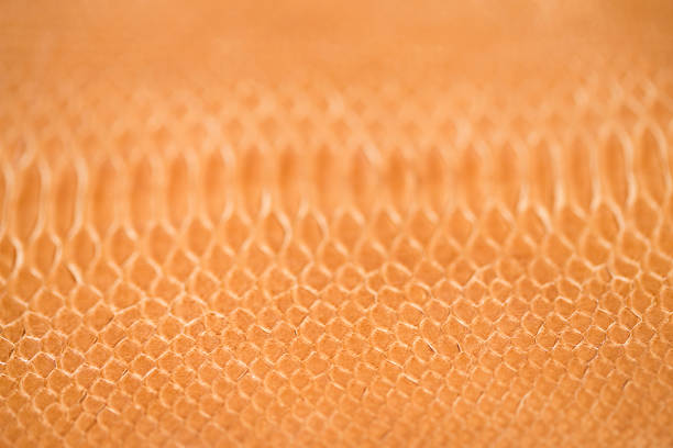 istock Close up of Snake leather 618338346