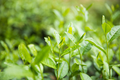 close-up fresh green tea leaves