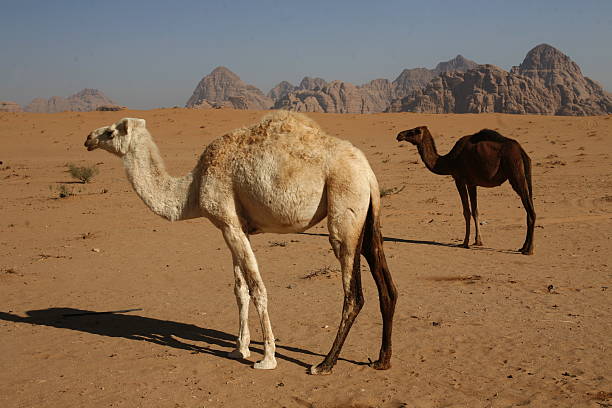 asien middle east jordan wadi rum - jordan camel wadi rum arabia stock-fotos und bilder
