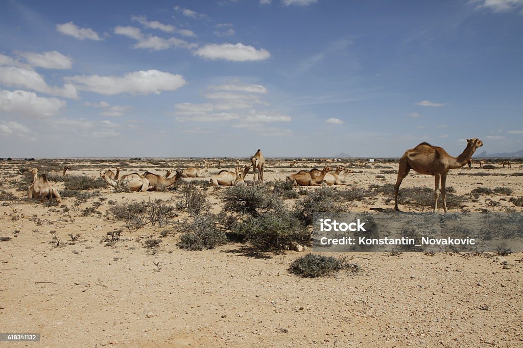 Camels in the desert of Somaliland Daily life in Somaliland Desert Area Stock Photo