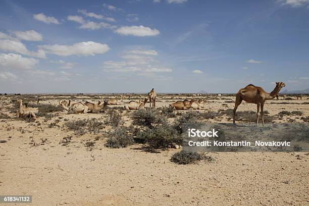 Camels In The Desert Of Somaliland Stock Photo - Download Image Now - Desert Area, Djibouti, Somalia