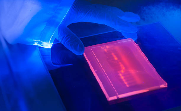 laboratory ultraviolet light box during  electrophoresis for detection of DNA Close up of ultraviolet light box during the preparation of an agarose electrophoresis gel used in DNA separation dna sequencing gel stock pictures, royalty-free photos & images