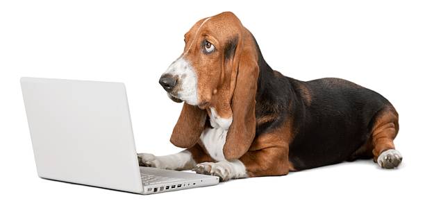 Dog Basset Hound Using a Laptop Computer basset hound stock pictures, royalty-free photos & images