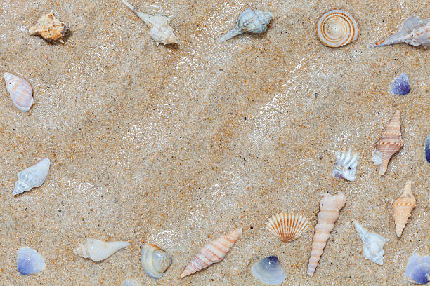 istock Beautiful Seashells on sand Summer beach background, 618344238