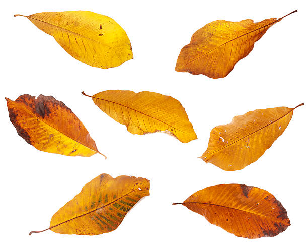 istock Japanese chestnut Autumn leaves 618344550