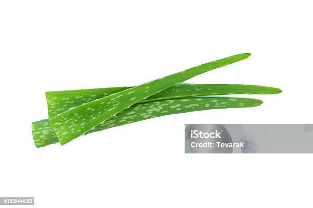 Aloe Vera Isolated On White Stock Photo - Download Image Now - Aloe Vera Gel, Aloe, Aloe Vera Plant