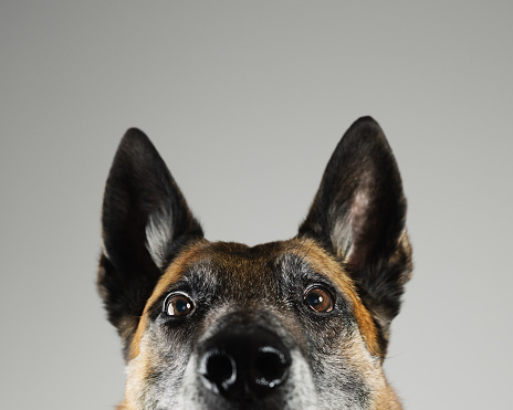Portrait of a beautiful Malinois belgian shepherd posing in front of the camera. Studio horizontal color image from a DSLR. Sharp focus on eyes.
