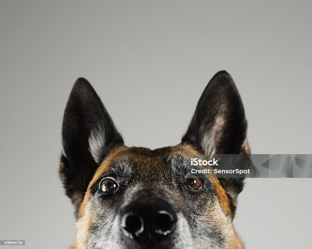 Malinois dog studio portrait Portrait of a beautiful Malinois belgian shepherd posing in front of the camera. Studio horizontal color image from a DSLR. Sharp focus on eyes. Dog Stock Photo
