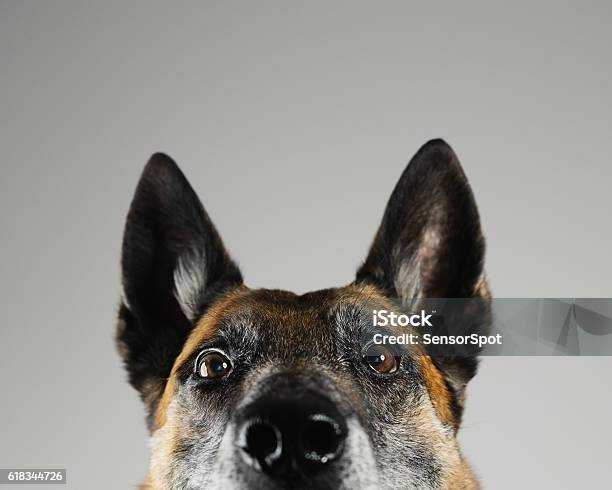 Malinois Dog Studio Portrait Stock Photo - Download Image Now - Dog, Surprise, German Shepherd