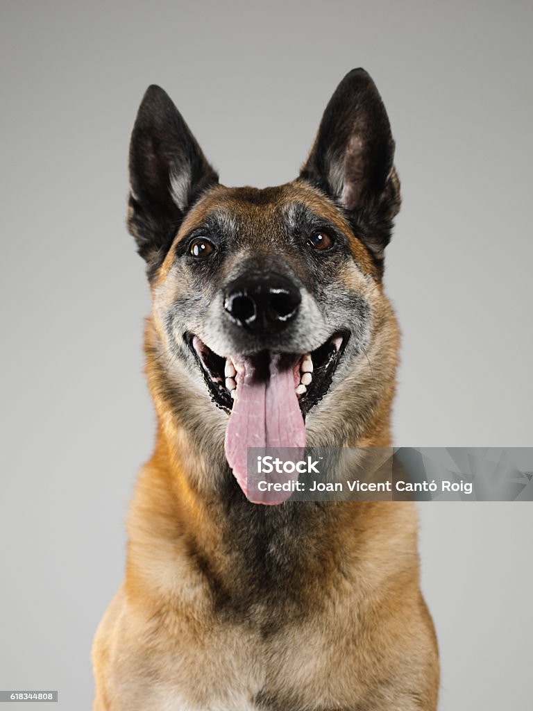 Malinois dog studio portrait Portrait of a beautiful Malinois belgian shepherd posing in front of the camera. Studio vertical color image from a DSLR. Sharp focus on eyes. Belgian Malinois Stock Photo