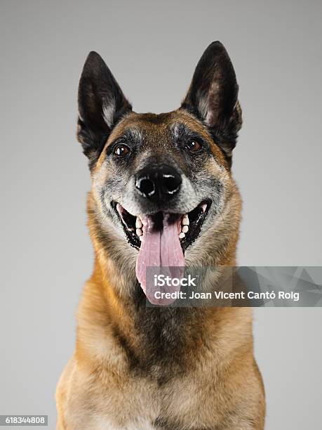 Malinois Dog Studio Portrait Stock Photo - Download Image Now - Belgian Malinois, Dog, Portrait