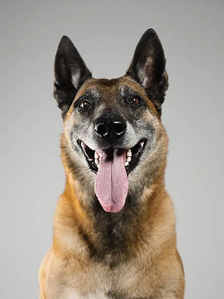 Portrait of a beautiful Malinois belgian shepherd posing in front of the camera. Studio vertical color image from a DSLR. Sharp focus on eyes.
