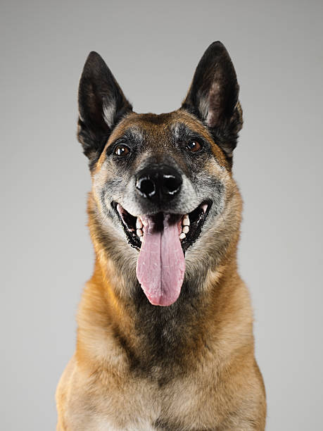 retrato do estúdio de cães malinois - belgian shepherd - fotografias e filmes do acervo