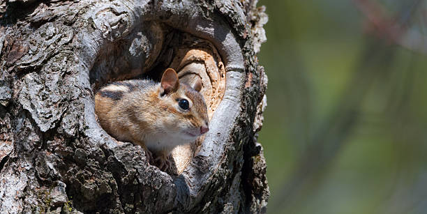 Eastern Chipmunk (Tamias) peeks out from his tree home. Eastern Chipmunk (Tamias), smallest member of the squirrel family comes comes out of hiding in his hole in a maple tree eastern chipmunk photos stock pictures, royalty-free photos & images