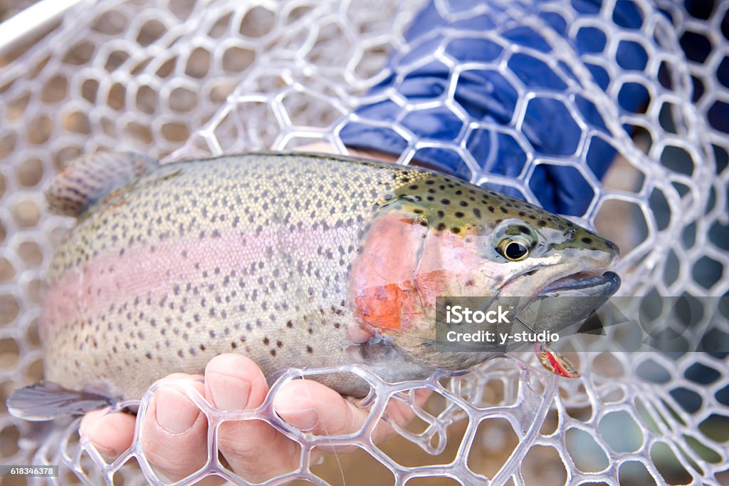 Rainbow trout fishing Fishing Stock Photo