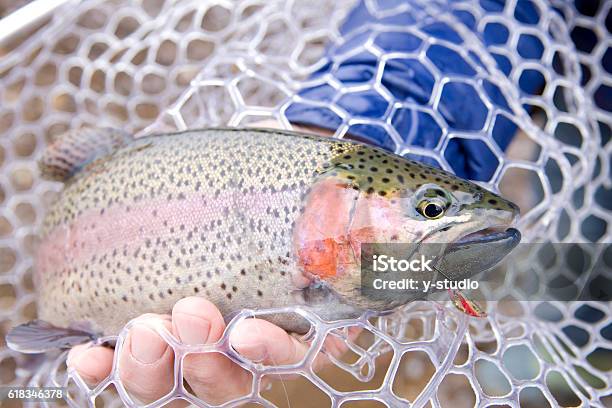 Rainbow Trout Fishing Stock Photo - Download Image Now - Fishing, Fishing Net, Freshwater Fish