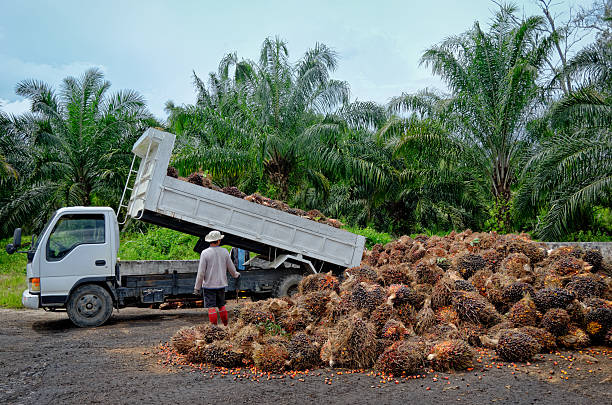 istock Oil palm plantation worker unloading freshly harvested fruit. 618347086