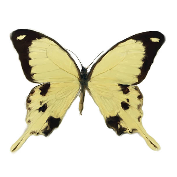 istock Digital Painting of a Butterfly 618347952