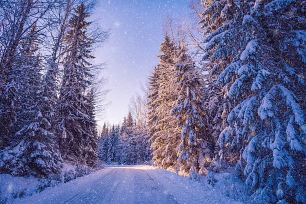 istock beautiful winter landscape: snowy forest on sunny day 618349008