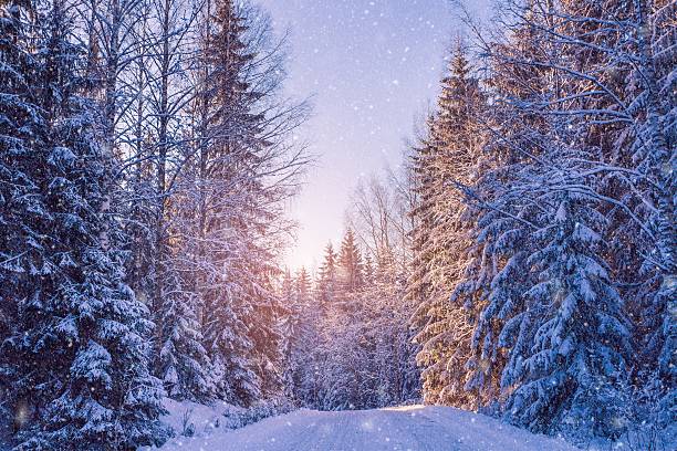istock beautiful winter landscape: snowy forest on sunny day 618349176