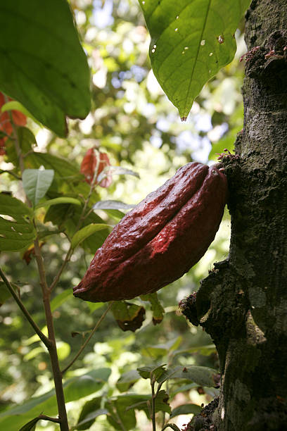 istock SOUTH AMERICA VENEZUELA CHUAO CACAO PLANTATION 618349632