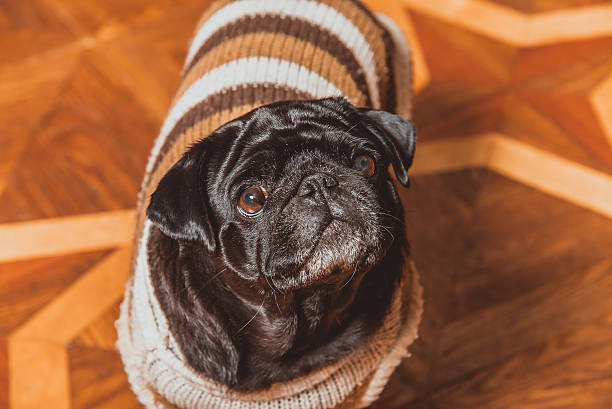 istock Pug dog breed. Dog dressed in knitted warm jacket. 618350036