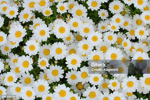 화이트 데이지 꽃 배경 0명에 대한 스톡 사진 및 기타 이미지 - 0명, 꽃 나무, 꽃-꽃의 구조 - Istock