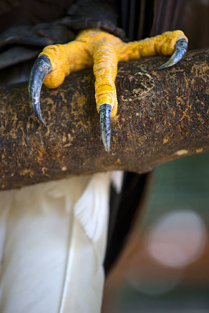 istock Closeup of a claws of an white-headed american bald eagle 618350870