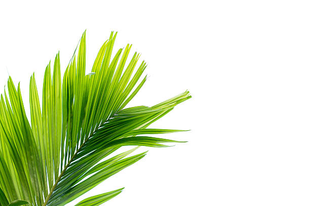 istock Green leaf of palm tree isolated on white background 618350882