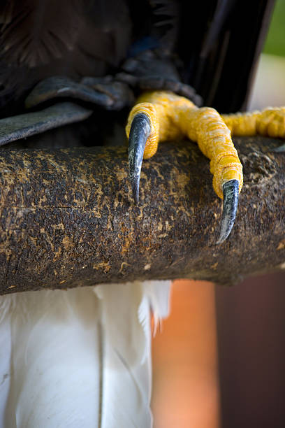istock Closeup of a claws of an white-headed american bald eagle 618350944