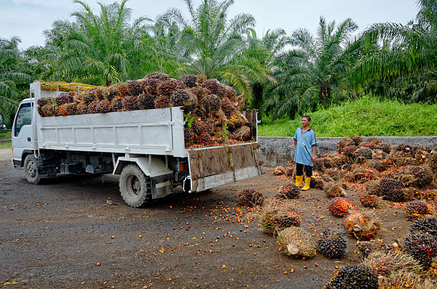 istock Oil palm plantation worker watching truck unload. 618350994