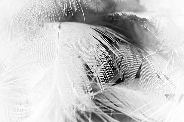 istock Black and white vintage color trends chicken feather texture background 618351402
