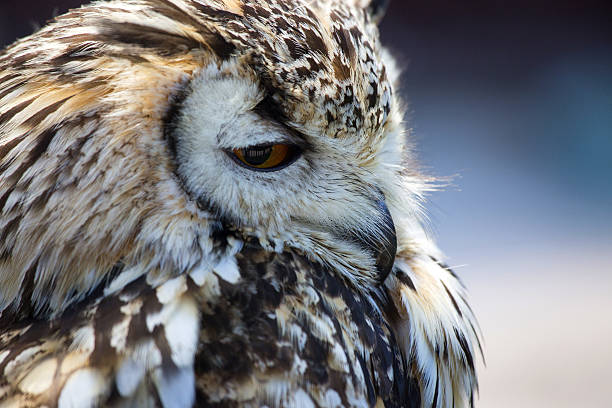 Portrait of The Eurasian Eagle Owl (Bubo bubo).
