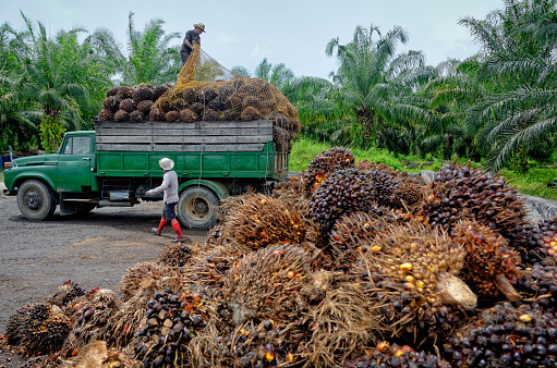 Los trabajadores de las plantaciones de palma aceitera se preparan para descargar la fruta recién cosechada. photo